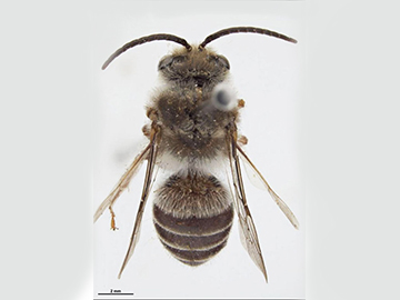 [Anthoglossa nigrocinctus male (dorsal/above view) thumbnail]